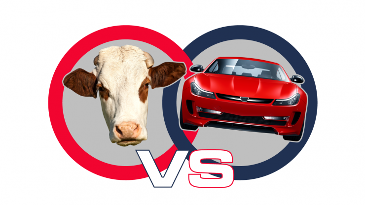 https://ourfuture.energy/quiz/cows-vs-cars-answers/